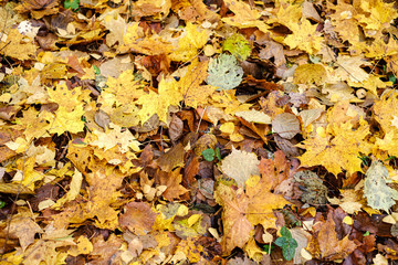 dark brown autumnal tree leaves on the ground