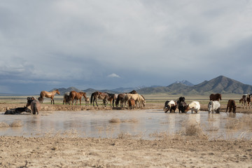 Fototapeta na wymiar Wild Horses in Spring at a Utah Desert Waterhole