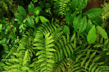 Tropical green leaf