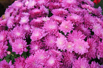 chrysanthemum branhill mums purple flowers background