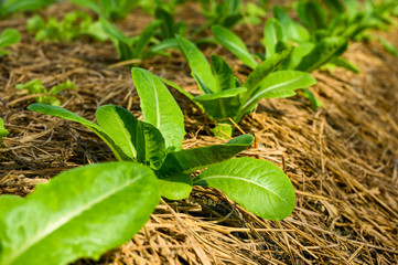 Organic vegetable farm of farmers There are many kinds of vegetables such as Green Oak,  Butterhead, Greencos are totally non-chemical vegetables.