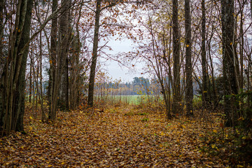 naked trees in autumn forest woth some orange leaves left