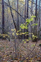 orange autumnal tree leaves on the branches in bushes