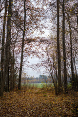 Fototapeta premium naked trees in autumn forest woth some orange leaves left