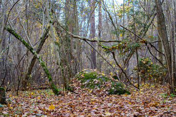 orange autumnal tree leaves on the branches in bushes