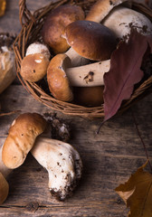Autumn fall composition. Variety raw edible mushrooms Penny Bun Boletus leccinum on rustic table. Ceps over wooden dark background.