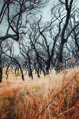 Fototapeta na wymiar Plantation of the famous cork oak trees on a moody and dark foggy and rainy vacation travel day. Serra de Monchique, Algarve in Portugal