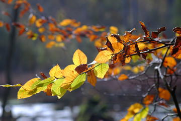 Herbstimmung  mit Buchenblätter