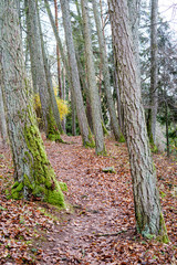 naked trees in autumn forest woth some orange leaves left