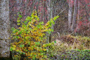 orange autumnal tree leaves on the branches in bushes