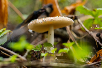 Champignons en forêt