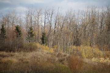 Haze Of Autumn, Pylypow Wetlands, Edmonton, Alberta