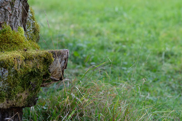 Moos am alten Holz Nahaufnahme