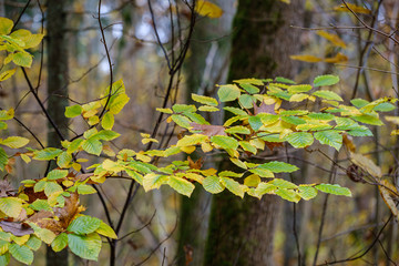 orange autumnal tree leaves on the branches in bushes
