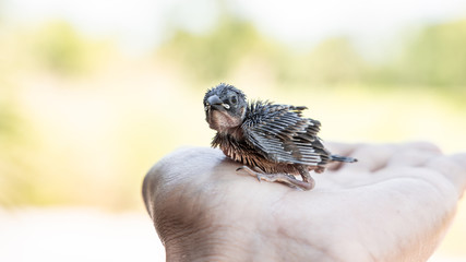 small bird on the hand with nature blurred backdrop. Warm tone.