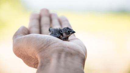 small bird on the hand with nature blurred backdrop. Warm tone.