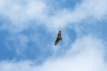 Bussard im Flug Himmel Wolken