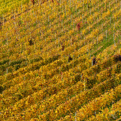 Reben Weinberg gelb Herbst