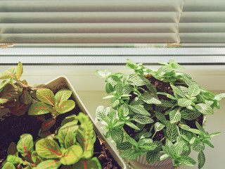 Home plants are in two white pots near the window. The window is covered with blinds.