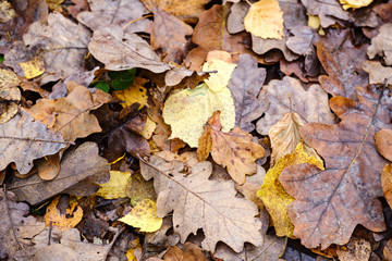 dark brown autumnal tree leaves on the ground