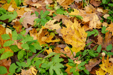 orange autumnal tree leaves on the ground