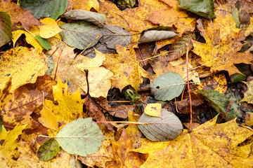 orange autumnal tree leaves on the ground