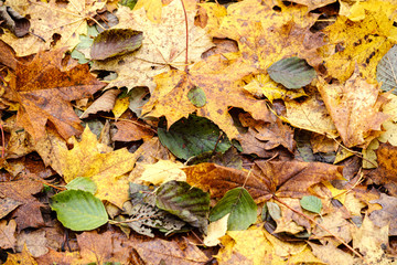 orange autumnal tree leaves on the ground