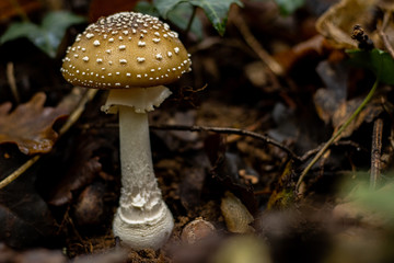 Champignons en forêt