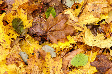 orange autumnal tree leaves on the ground