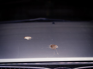 bird droppings on the car