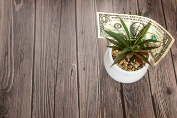 Dollar bill and green plant in a pot on dark wooden background. Top view,  copy space.  Money growing concept. 