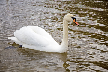 White Swan floating on the lake.