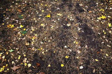 autumn, forest, fall, tree, nature, park, trees, landscape, leaves, leaf, yellow, season, foliage, path, woods, green, red, wood, color, orange, branch, birch, colors, october, light