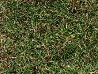 Autumn fading withered  green and yellow grass natural background