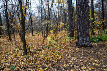 autumn, forest, fall, tree, nature, park, trees, landscape, leaves, leaf, yellow, season, foliage, path, woods, green, red, wood, color, orange, branch, birch, colors, october, light