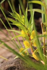 Obraz premium Lysimachia thyrsifolia, the tufted loosestrife, with flowers