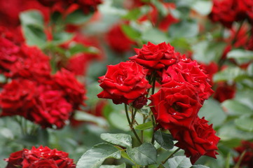 ばら　バラ　薔薇　庭　赤　花