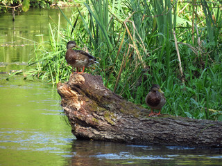 wild duck in the water