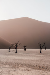 The morning light at the Deadvlei in Namibia
