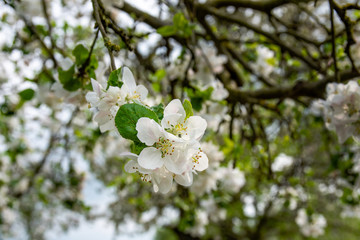 Bee pollinating a flowering tree. Early spring