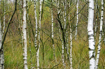 birch trees in a bog forest