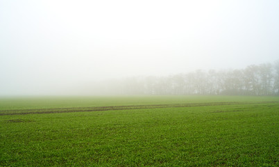 green field in foggy haze