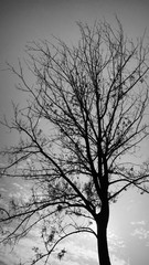 Fototapeta na wymiar Dramatic tree against the sky