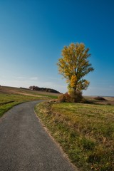 Fototapeta premium Landschaft mit Feldweg im Herbst wolkenloser Himmel