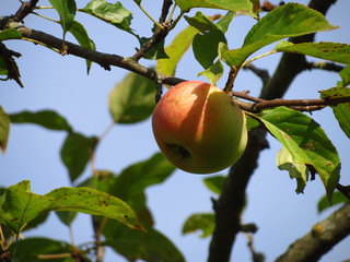 apples on a branch