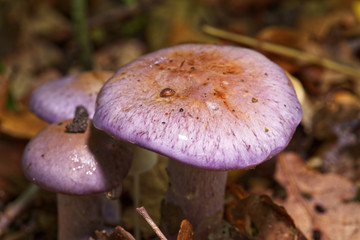 Close up of Delicate light purple mushrooms on a forest floor