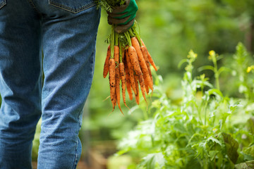 behind of gardener with bunch of carrots in hand in garden