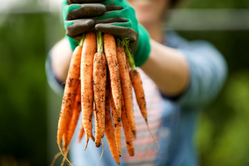 gardener with bunch of carrots in hand in garden