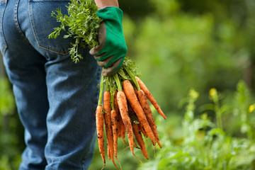 behind of gardener with bunch of carrots in hand