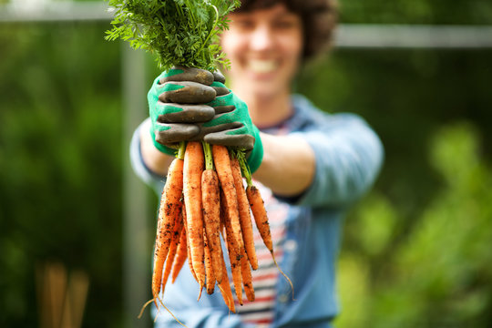Close up gardener with bunch of carrots in hand in garden